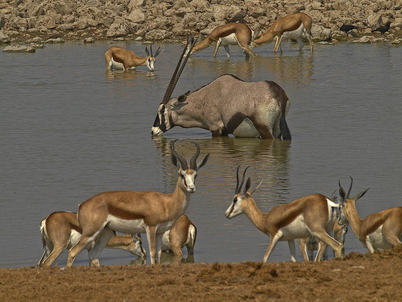 Okaukuejo, Springbok, Oryx